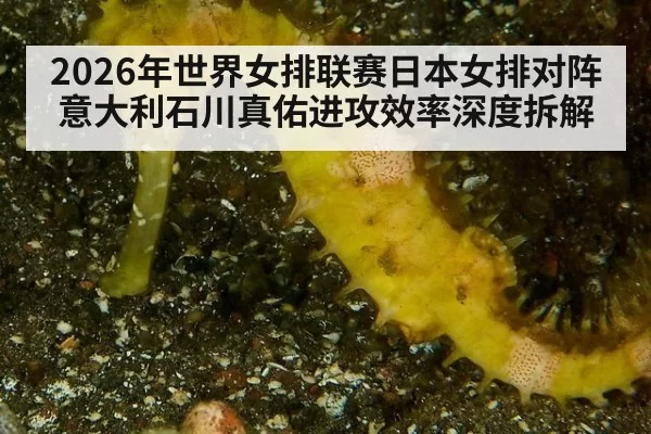 2026年世界女排联赛日本女排对阵意大利石川真佑进攻效率深度拆解
